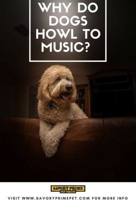 Why Do Dogs Howl to Music: A Deeper Exploration